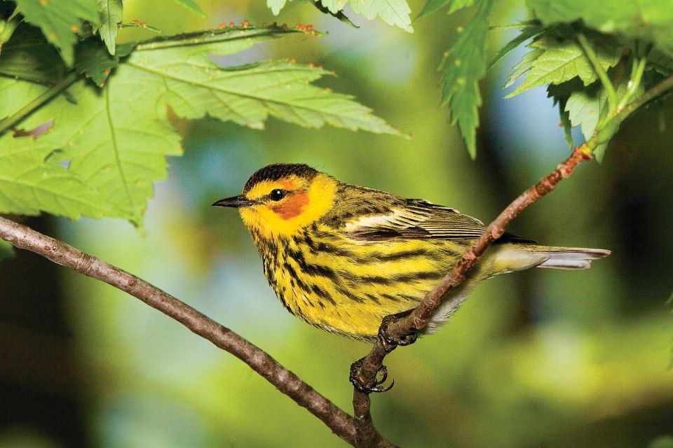 Cape May Warbler