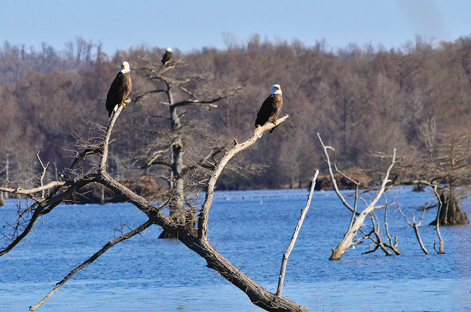Three eagles on branches at Reelfoot Lake in Tiptonville, Tennessee (photo by David Haggard) Three eagles on branches at Reelfoot Lake in Tiptonville, Tennessee (photo by David Haggard)