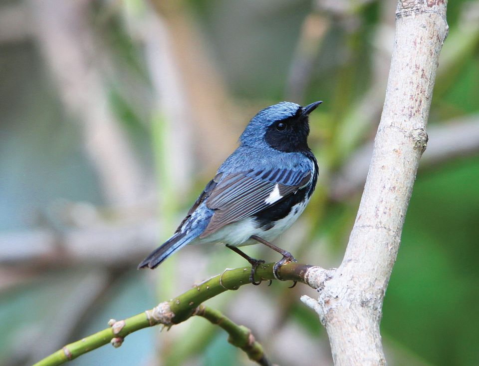 Black-throated Blue Warbler