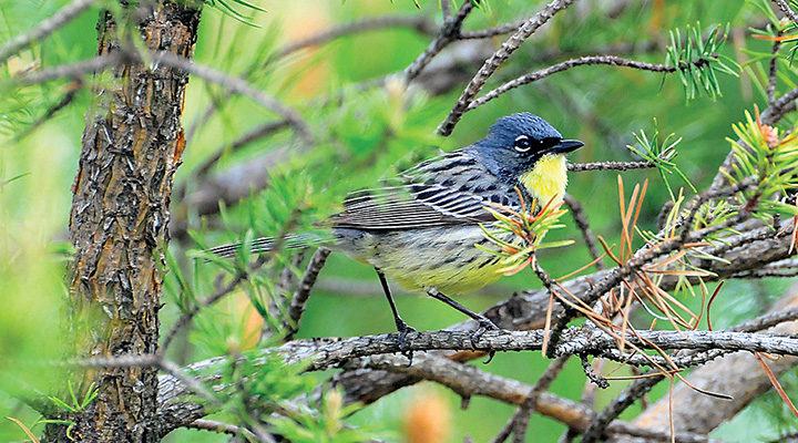 Kirtland's Warbler in a tree in Grayling, Michigan (photo courtesy of Kirtland's Warbler Tours) Kirtland's Warbler in a tree in Grayling, Michigan (photo courtesy of Kirtland's Warbler Tours)