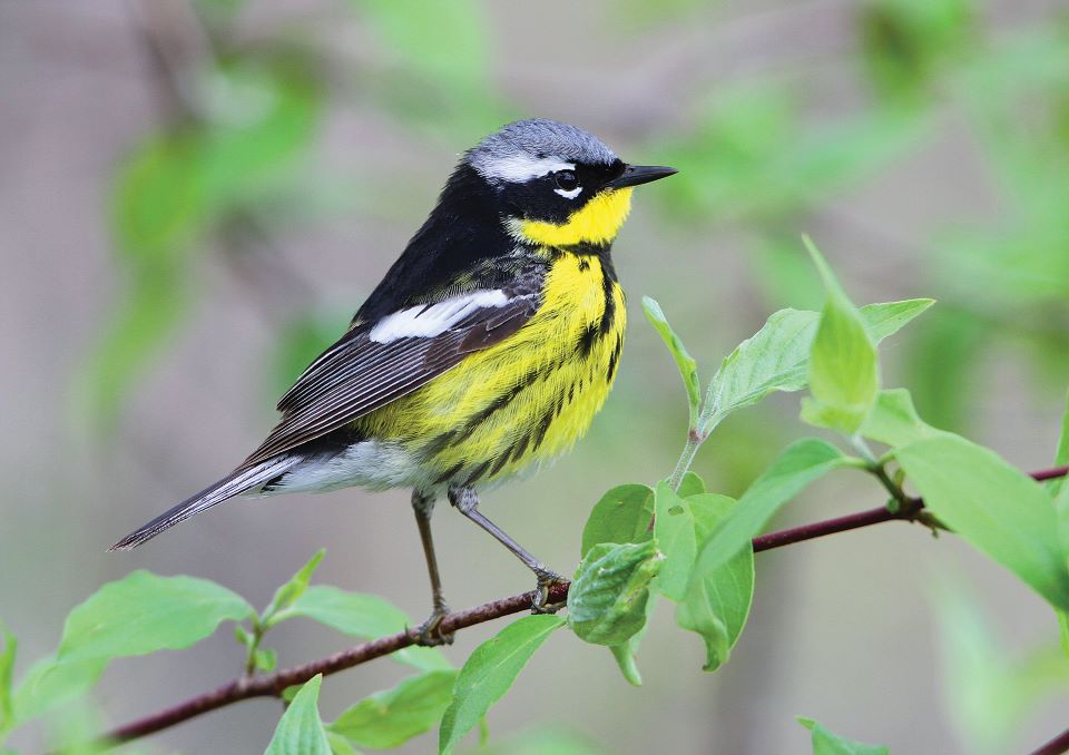 Magnolia Warbler