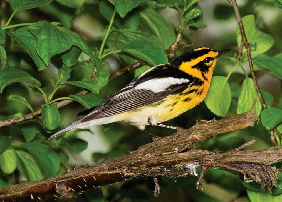 Blackburnian Warbler