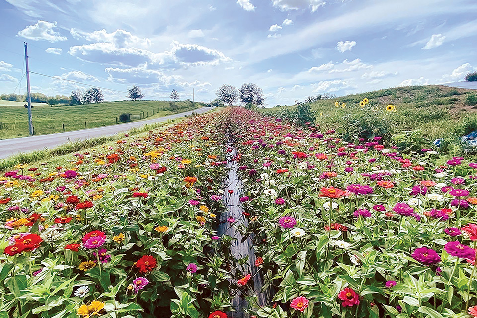 Rows of flowers at Hummingbird Hill Flower Farm (photo courtesy of Holmes County Tourism Bureau) Rows of flowers at Hummingbird Hill Flower Farm (photo courtesy of Holmes County Tourism Bureau)