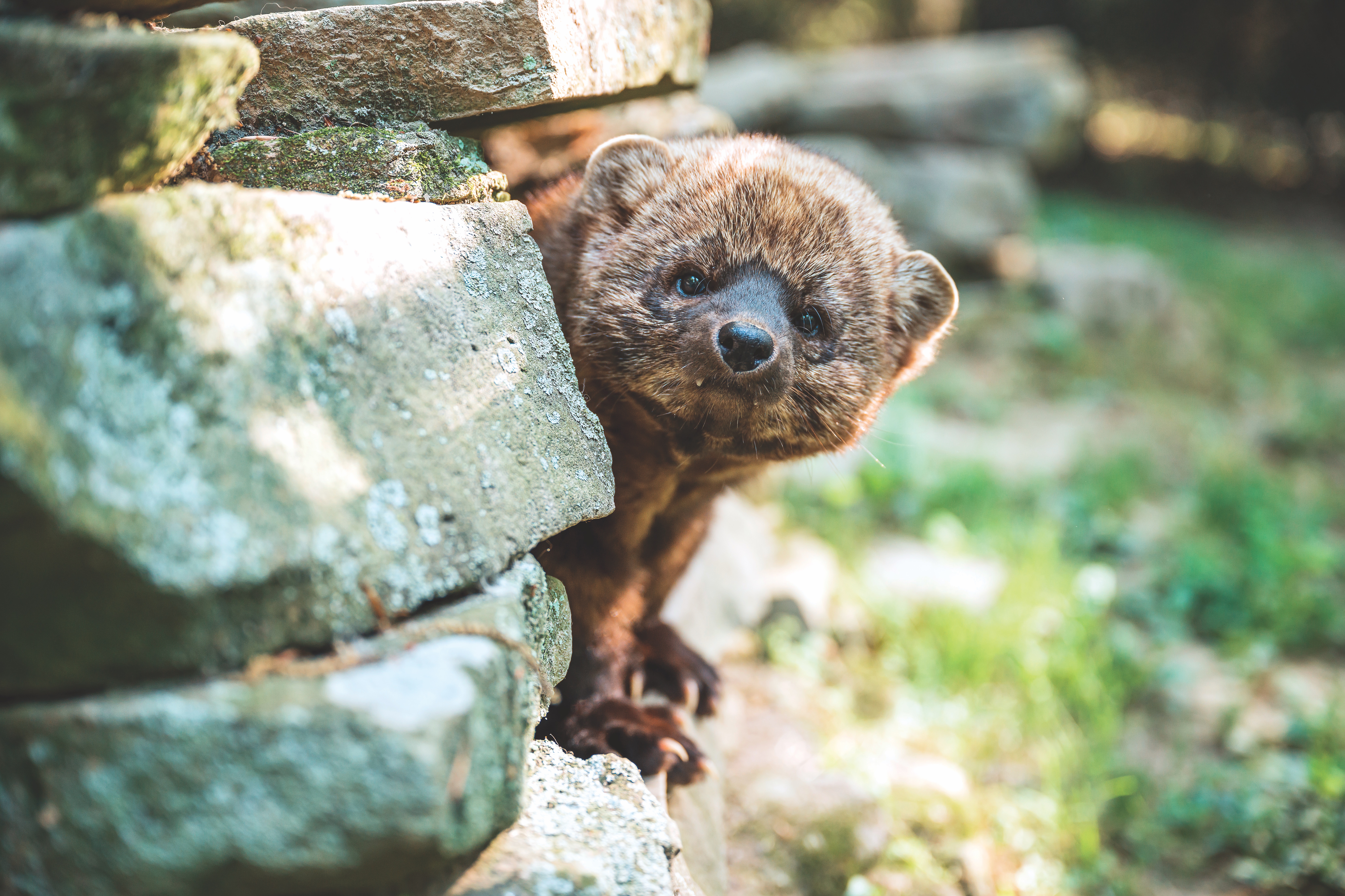 Fisher animal at the West Virginia Wildlife Center in French Creek, West Virginia (photo courtesy of West Virginia Wildlife Center) Fisher animal at the West Virginia Wildlife Center in French Creek, West Virginia (photo courtesy of West Virginia Wildlife Center)