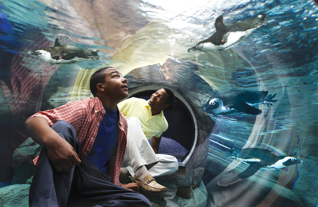Ripley’s Aquarium of the Smokies in Gatlinburg, Tennessee (photo courtesy of destination) Ripley’s Aquarium of the Smokies in Gatlinburg, Tennessee (photo courtesy of destination)