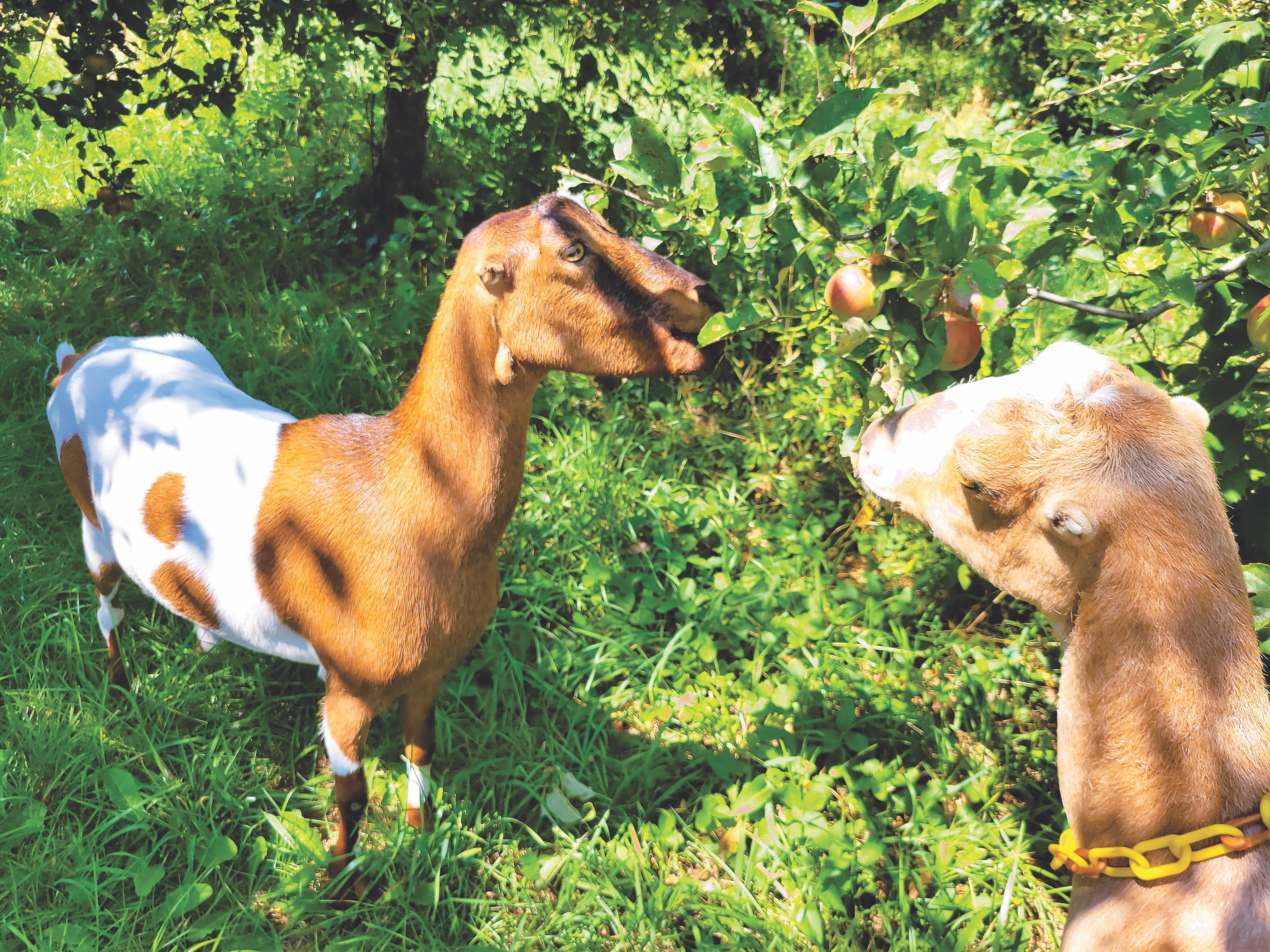 Goats at Evergreen Lane Farm & Creamery in Fennville, Michigan (photo courtesy of Evergreen Lane Farm & Creamery) Goats at Evergreen Lane Farm & Creamery in Fennville, Michigan (photo courtesy of Evergreen Lane Farm & Creamery)
